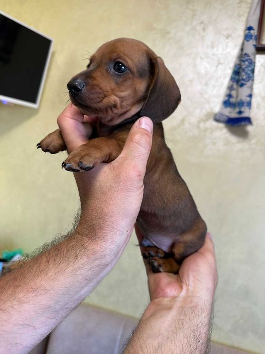 Такса стандартна