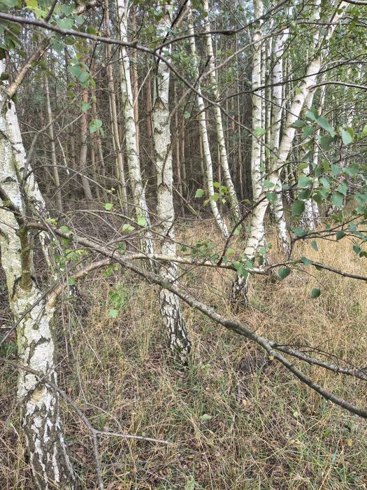 Sprzedam las 3,12 ha
