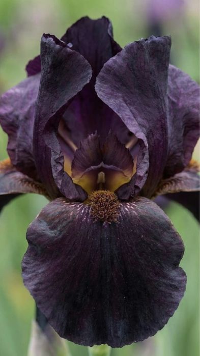 Піони та іриси.!