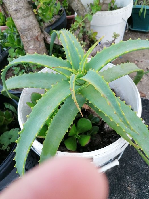 Aloe Vera excelentes