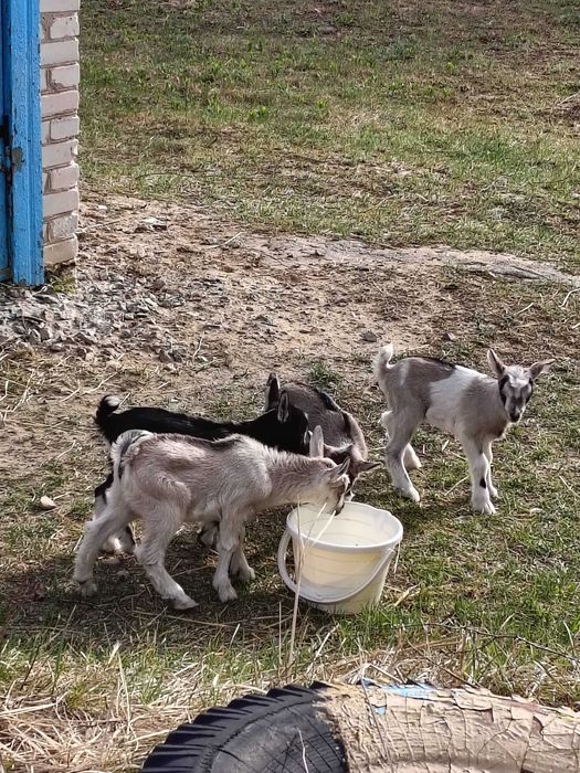 Козенята безкоштовно