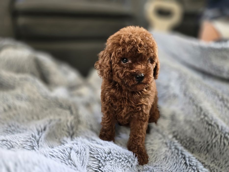 Pudel Toy red brown chińskie pochodzenie chłopiec