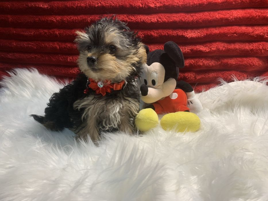 Yorkshire Terrier bebé