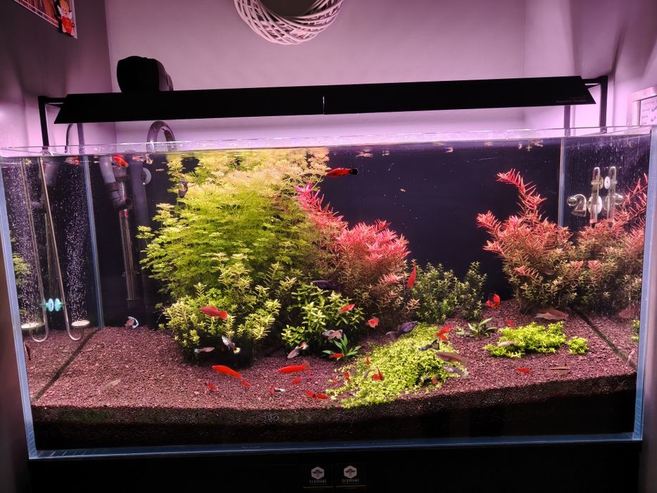 Akwarium 200L OptiWhite + Chihiros + CO2 + Bogate wyposażenie!