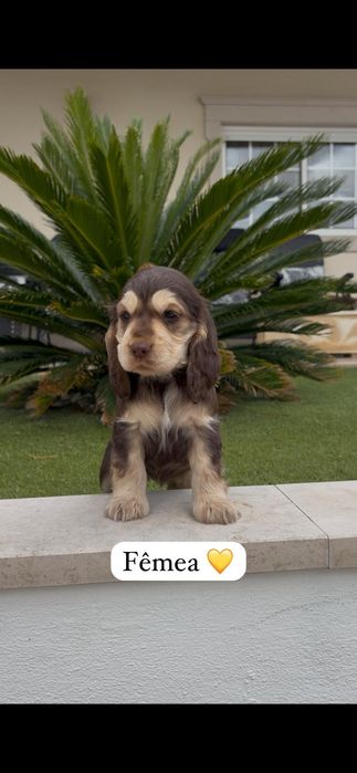 Cocker spaniel inglês fêmea
