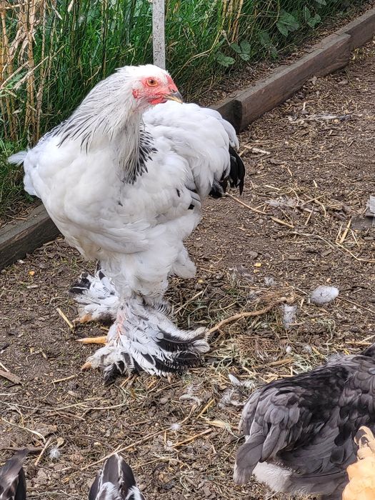 Pisklęta brahma olbrzymia gronostajowa.Araukana bezogoniasta. Jaja lęgowe.