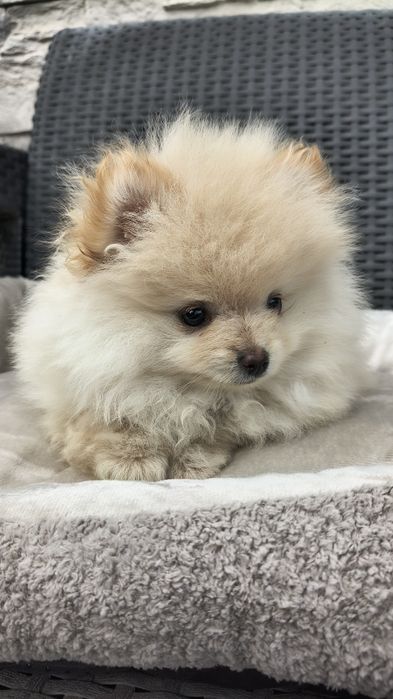 Szpic miniaturowy pomeranian
