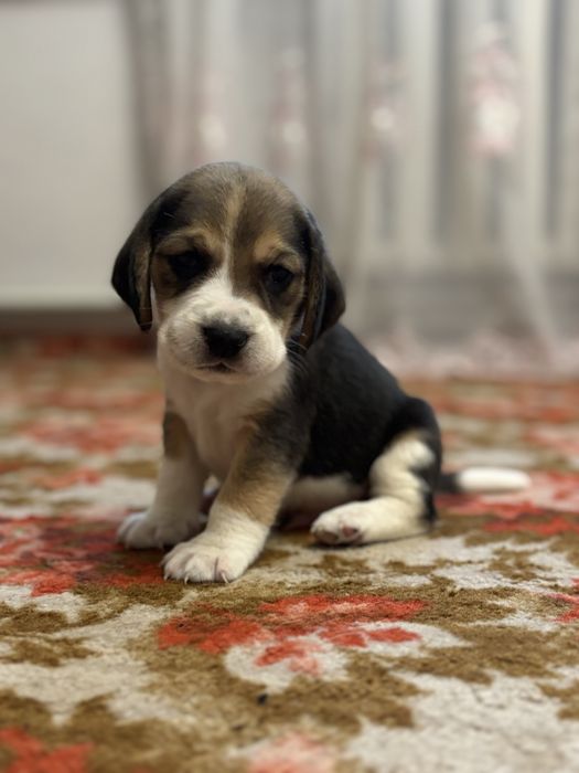 Чистокровні цуценята біглі. Бігль