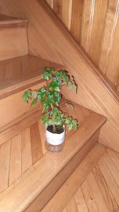 Мелколистная бегония и не только