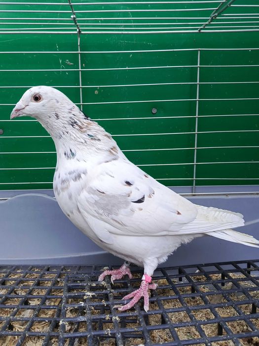 Pocztowe Almond Stipper, brąz Qualmond