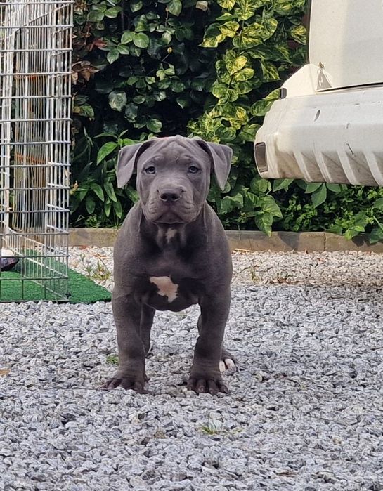 American Staffordshire Terier Blue