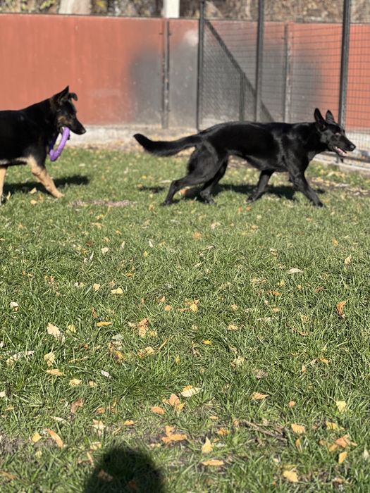 Німецька вівчарка РОЗШУК