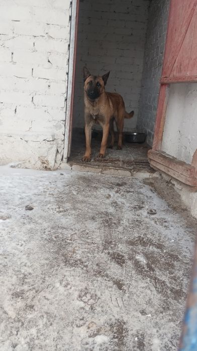 Продам бельгійську вівчарку(по характеру злий)