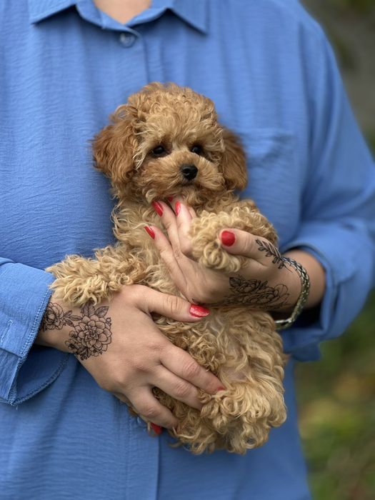 Мальтіпу міні — ніжна дівчинка з документами. Найкращі мальтіпу. 
. На