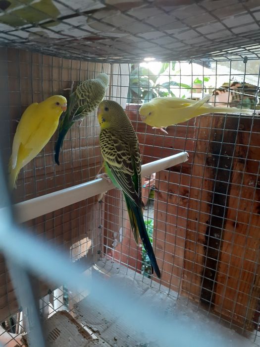 PERIQUITOS Australianos