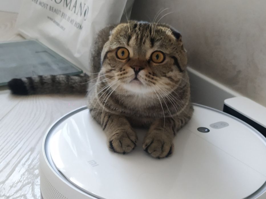 Шотландський котик шукає подружку кішечку. Вязка