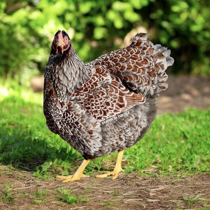 WYANDOTTE AZUL LACEADA ( OVOS )