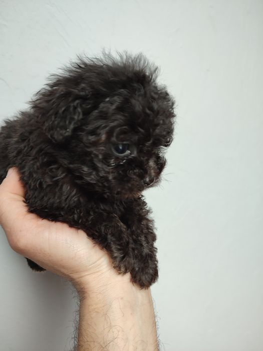 Щенки мальтіпу кращі