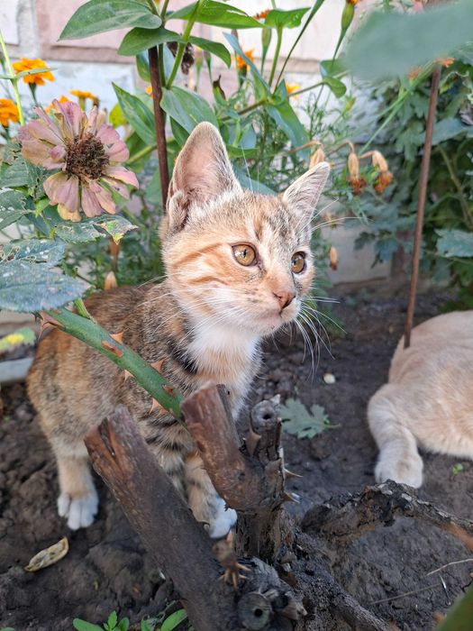 Віддам кошеня у добрі руки безкоштовно