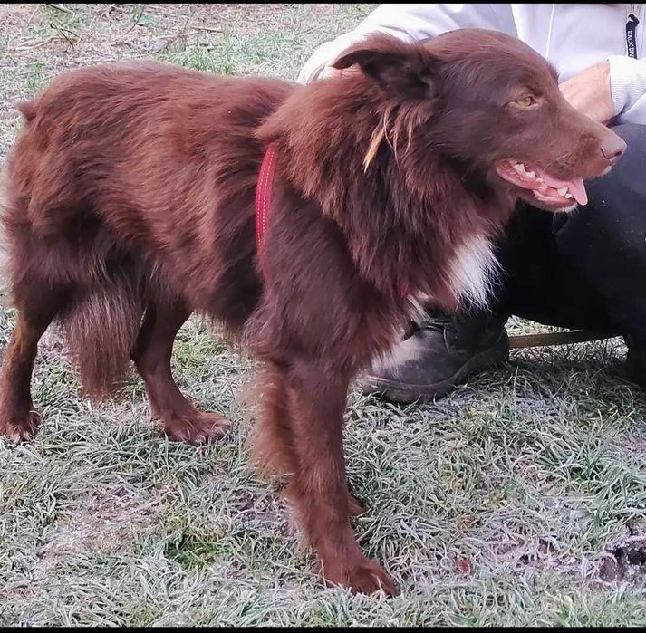 Молодой пёсик в хорошие руки