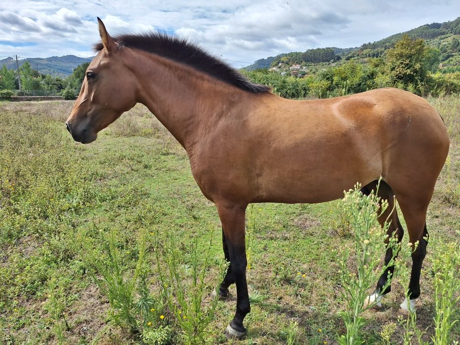 Egua Puro sangue lusitano