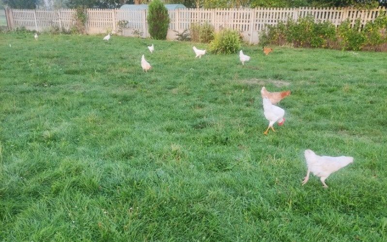 Sprzedam jajka z własnego podwórka