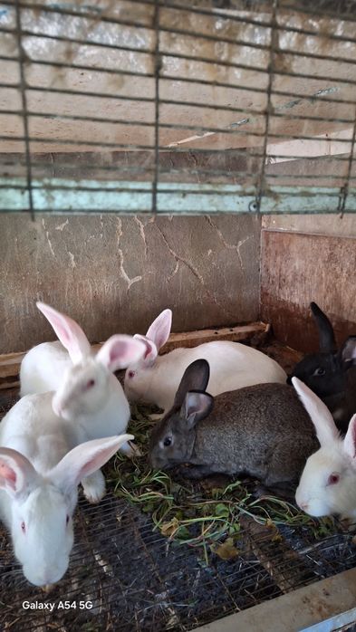 Coelhos  protos para mudar  de dono