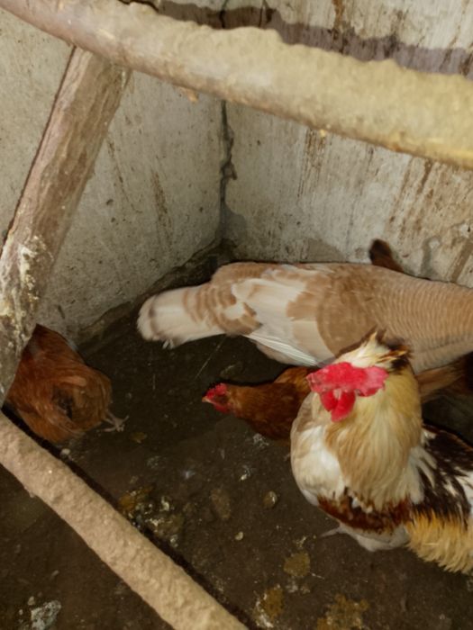 Indyczka na sprzedanie