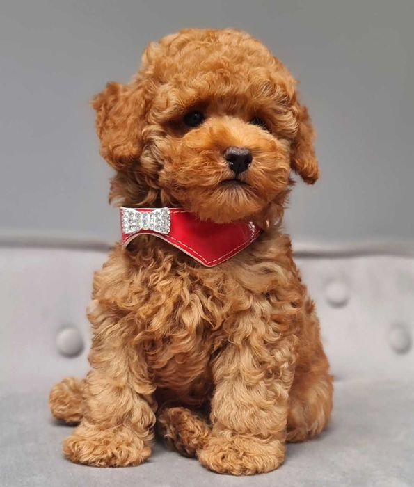 Pudel toy piesek płowy