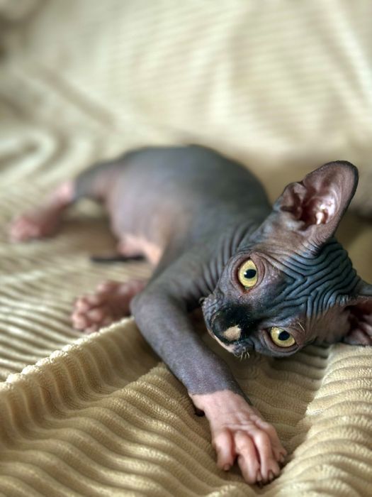 Gato sphynx com 2 meses