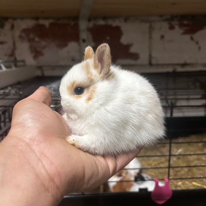 Coelhos Anões Netherland Dwarf