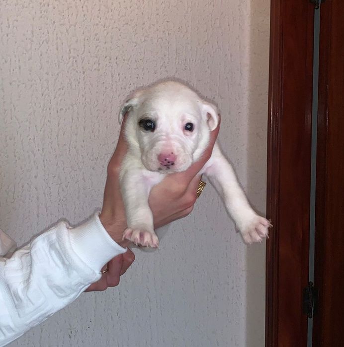 Bebes pittbull com lavrador