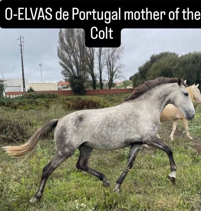 Poldro PSL Lusitano Isabel