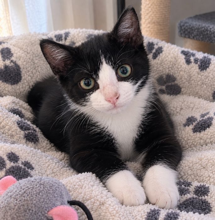 Lindos gatinhos machos de 3 meses e meio para adoção