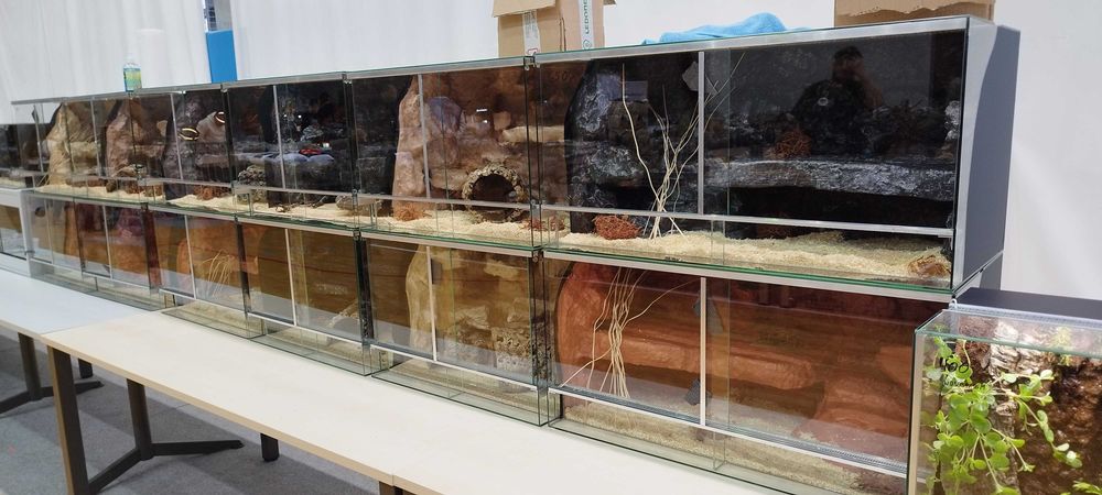 Terrarium dla pytona królewskiego 100x50x50 ( Exotic Leszno )