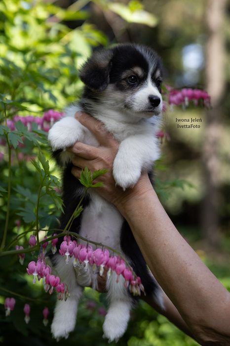 Welsh Corgi Pembroke suczka