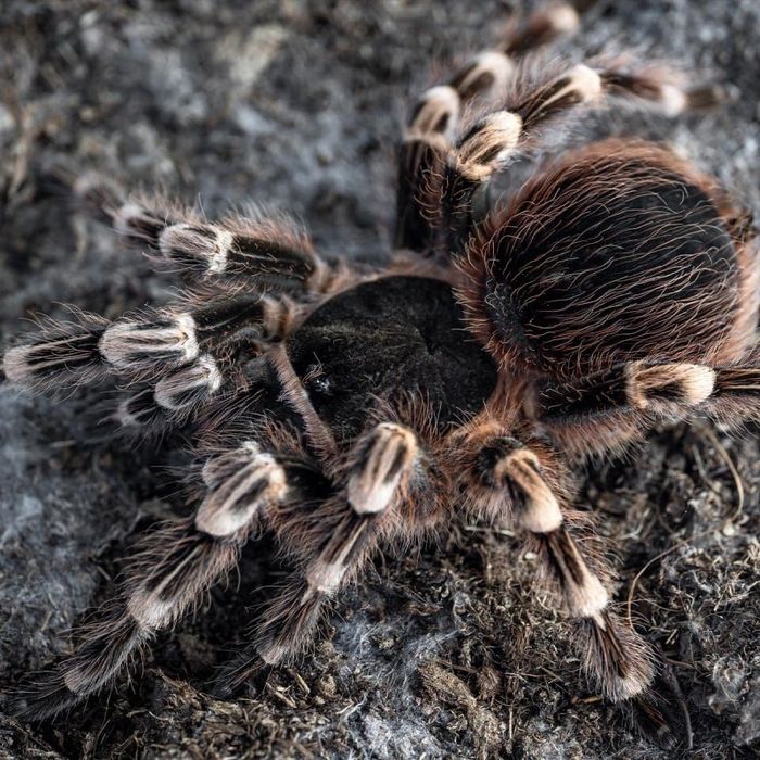 Ptasznik Acanthoscurria Geniculata l5/l6
