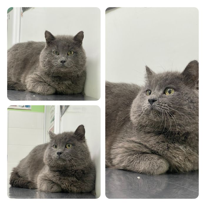 Шукаю для котика родину