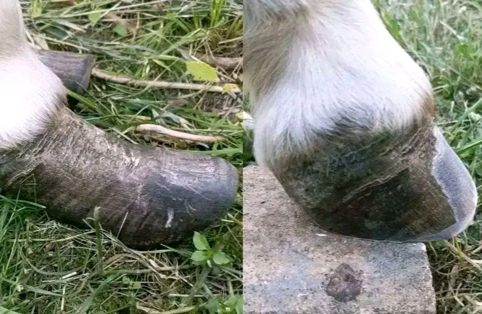 Werkowanie- naturalne rozczyszczanie + korekcja kopyt