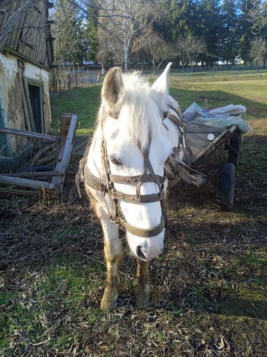 Продам коня 12 років