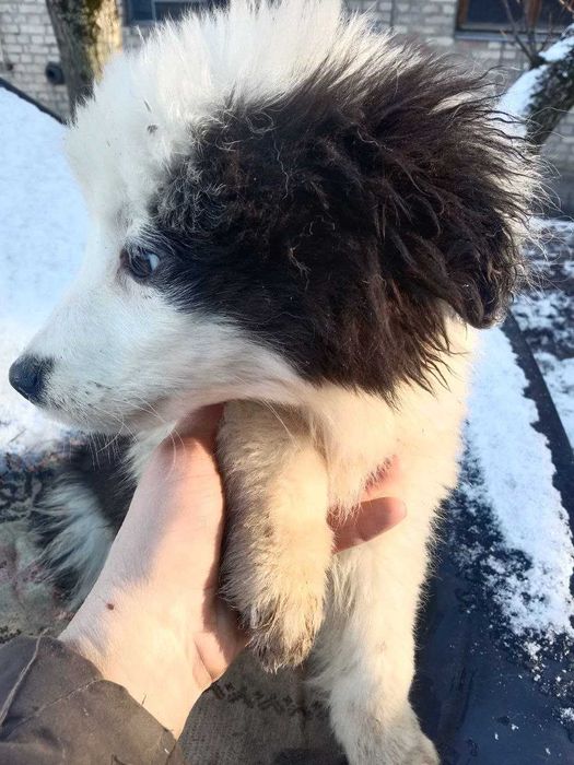 Цуценя Бордер колі