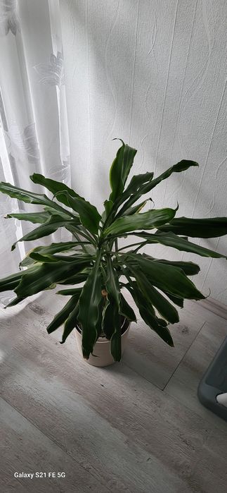 Dracena fragrans golden coast