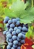Venda de Uvas - Douro