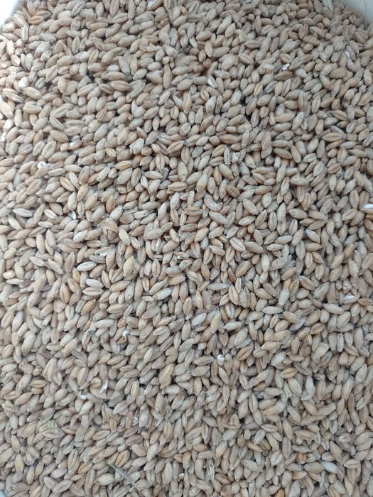 Pszenżyto Tadeus ozime, pszenica