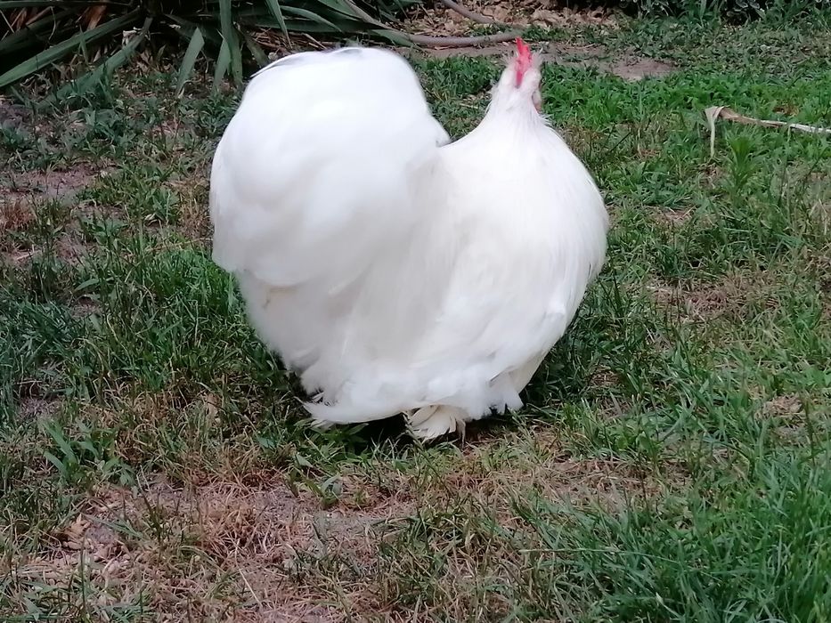 Kogut Karzełek Kochin