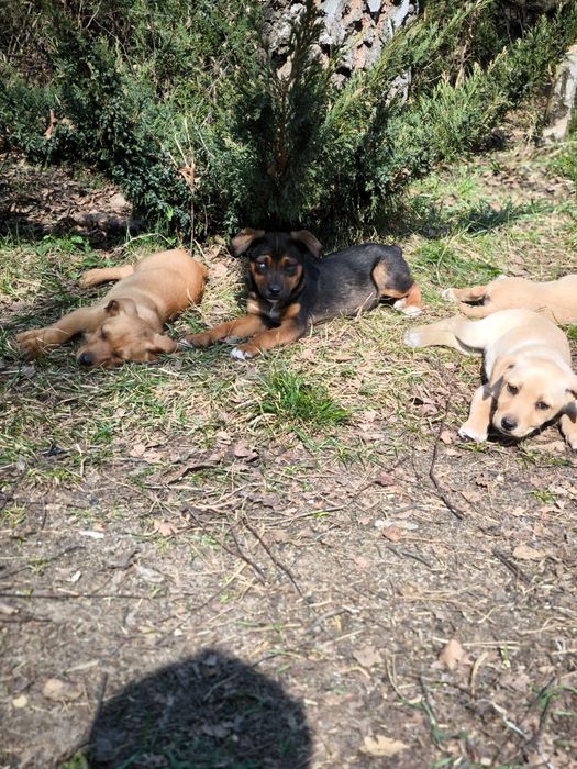 Oddam pieska w dobre ręce