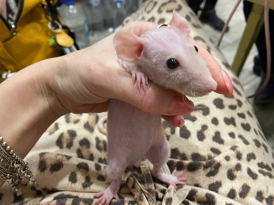 Крысы-сфинксы. Голенькие крысы