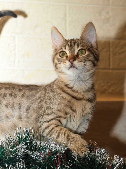 Кошеня, хлопчик, смуужечка на смуужечці