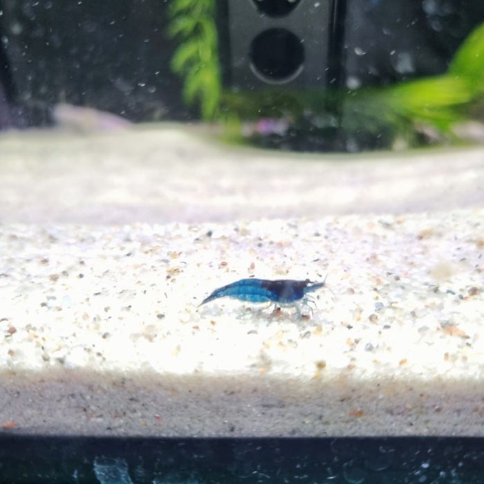 Krewetka neocaridina blue Velvet