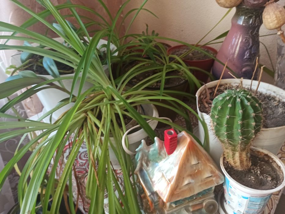 Квіти кімнатні різні